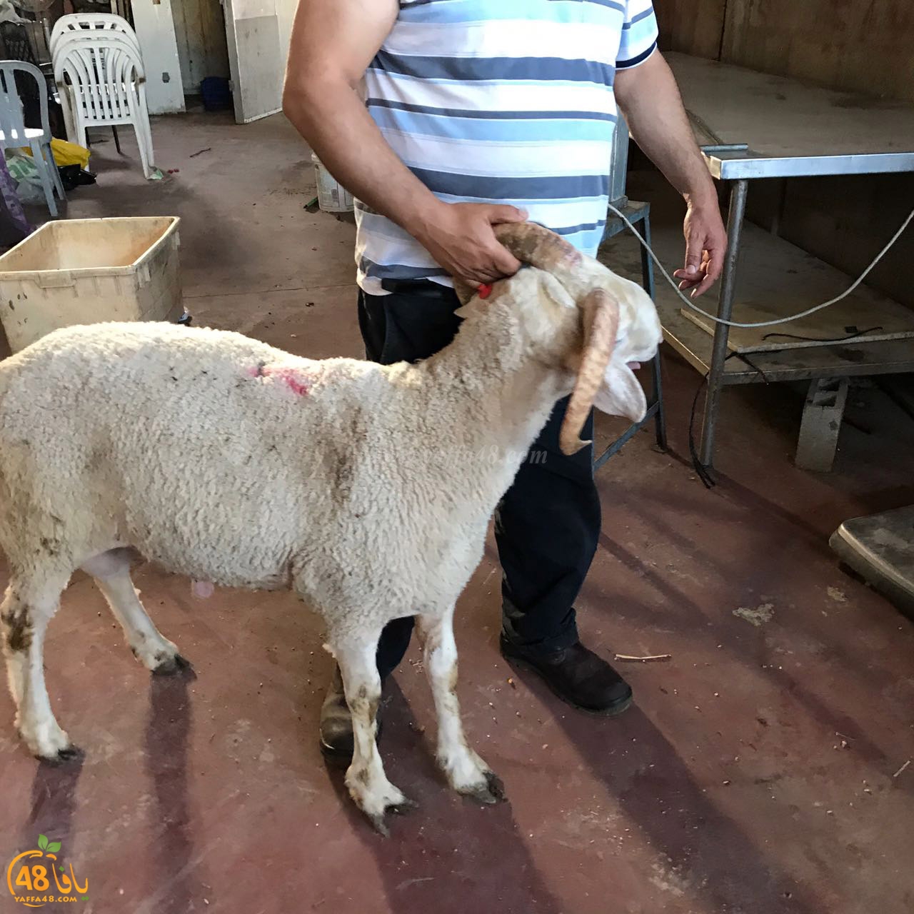 zahb37 3aqiaqa (3).jpg